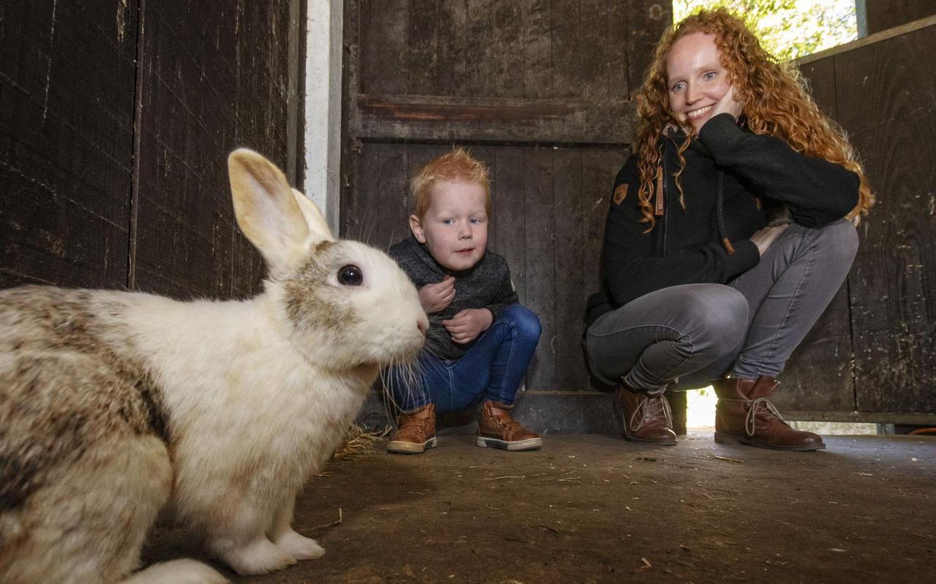 Konijnen en cavia's als aaibaar geluk in eenzame tijden - Leeuwarder Courant