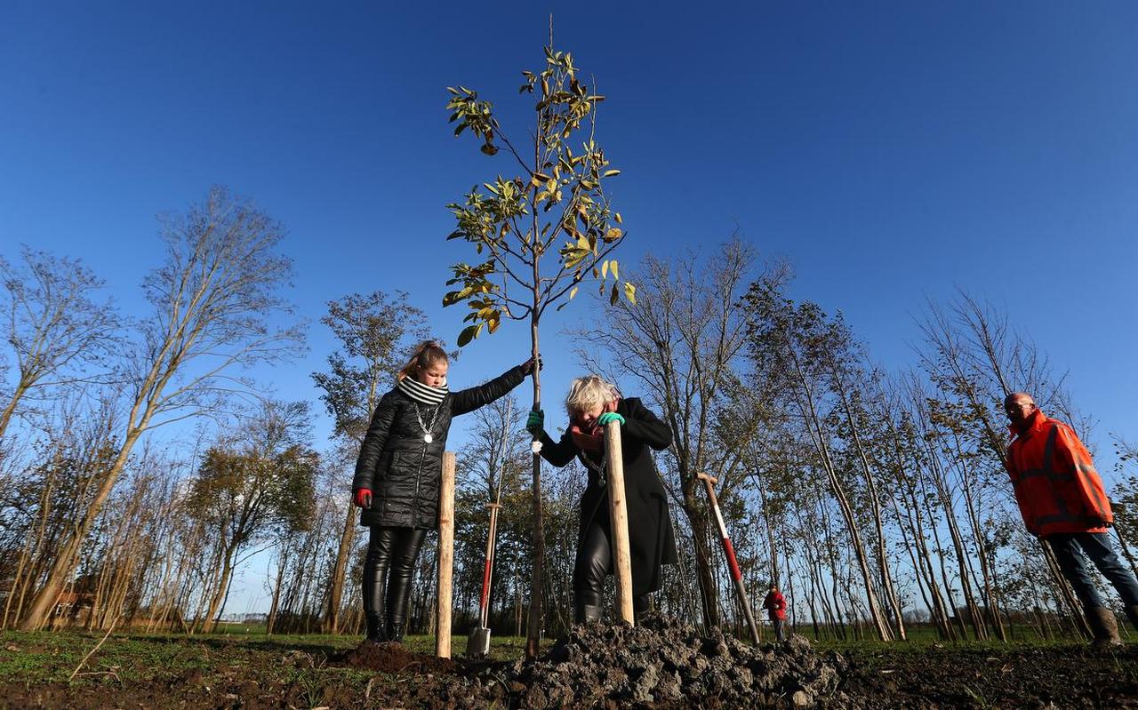 Burgemeester Marga Waanders van Waadhoeke en kinderburgemeester Hester Britt Sijtsma planten een walnootboom in het voedselbos van Menaam. Burgemeester Marga Waanders van Waadhoeke en kinderburgemeester Hester Britt Sijtsma planten een walnootboom in het voedselbos van Menaam.