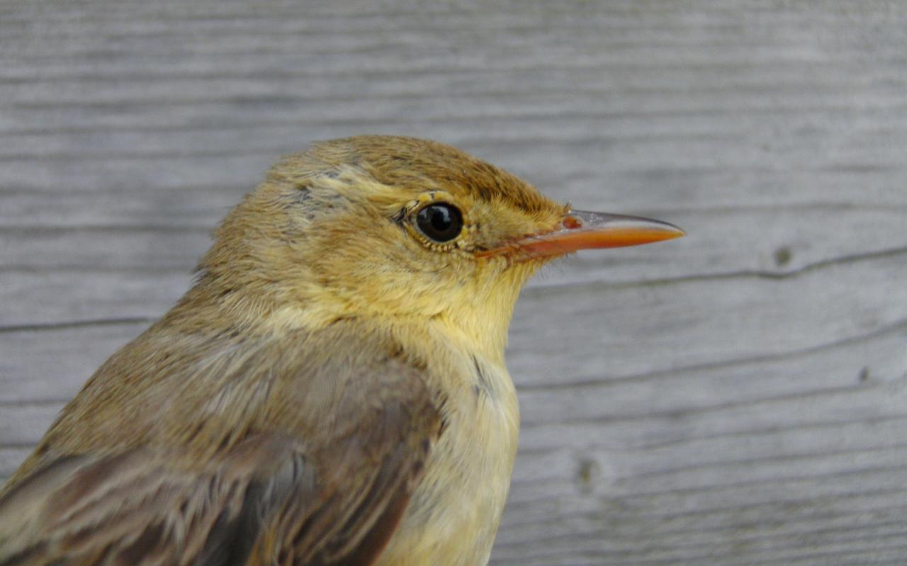 Orpheusspotvogel. Foto Bareld Storm
Orpheusspotvogel. Foto Bareld Storm