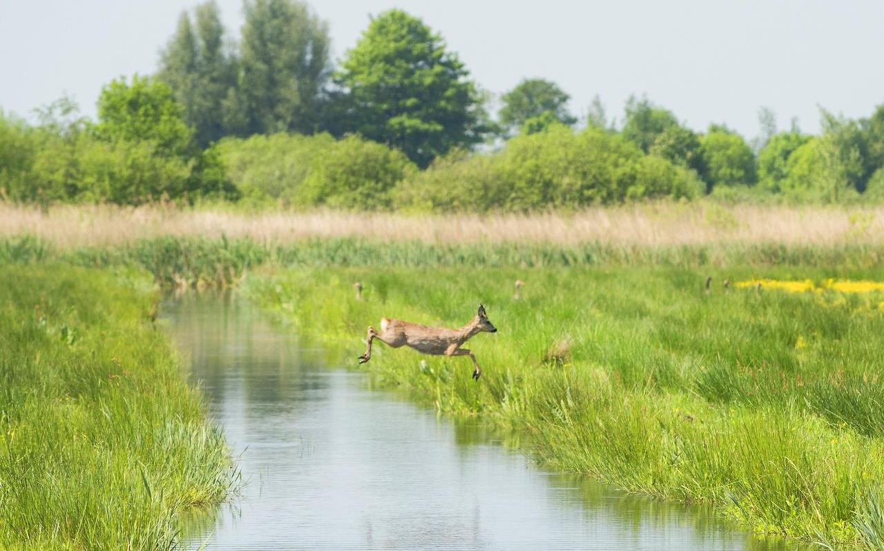 Zompig land, veel leven en water tot aan de rand van de sloot in de veenweide bij De Veenhoop. Zompig land, veel leven en water tot aan de rand van de sloot in de veenweide bij De Veenhoop.