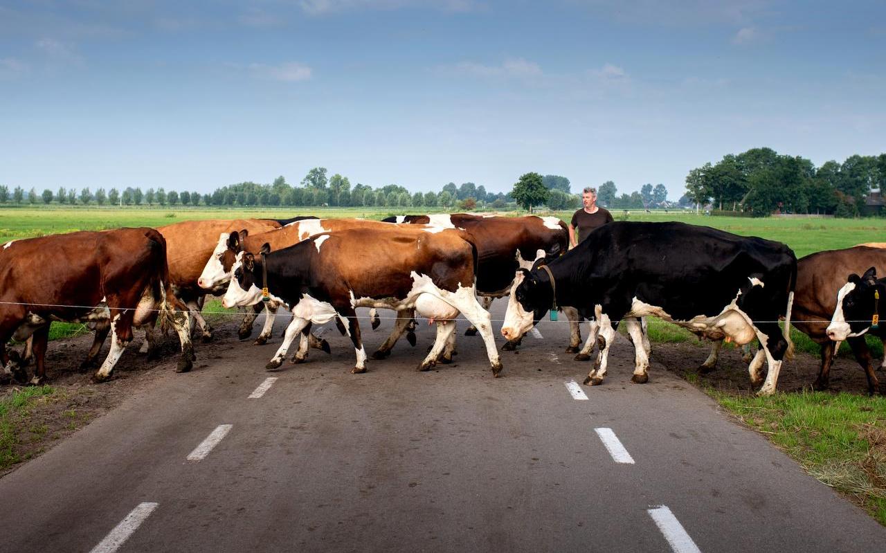 Cor van Oostrom laat zijn koeien over de weg Cor van Oostrom laat zijn koeien over de weg