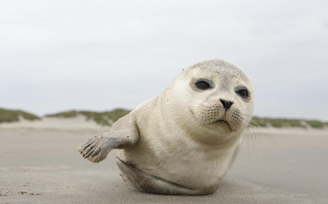 Een jonge zeehond. Een jonge zeehond.