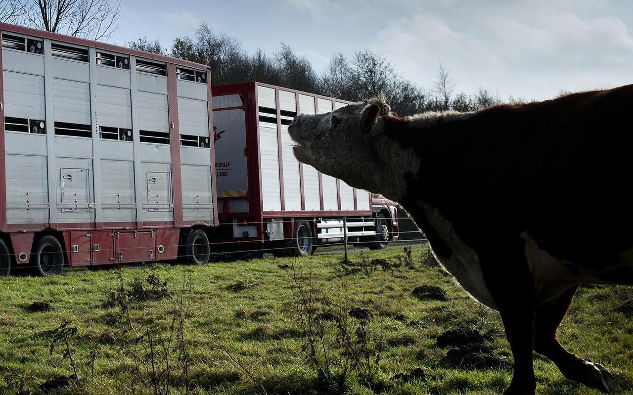 Alleen transportwaardige en gezonde koeien mogen afgevoerd worden naar het slachthuis.