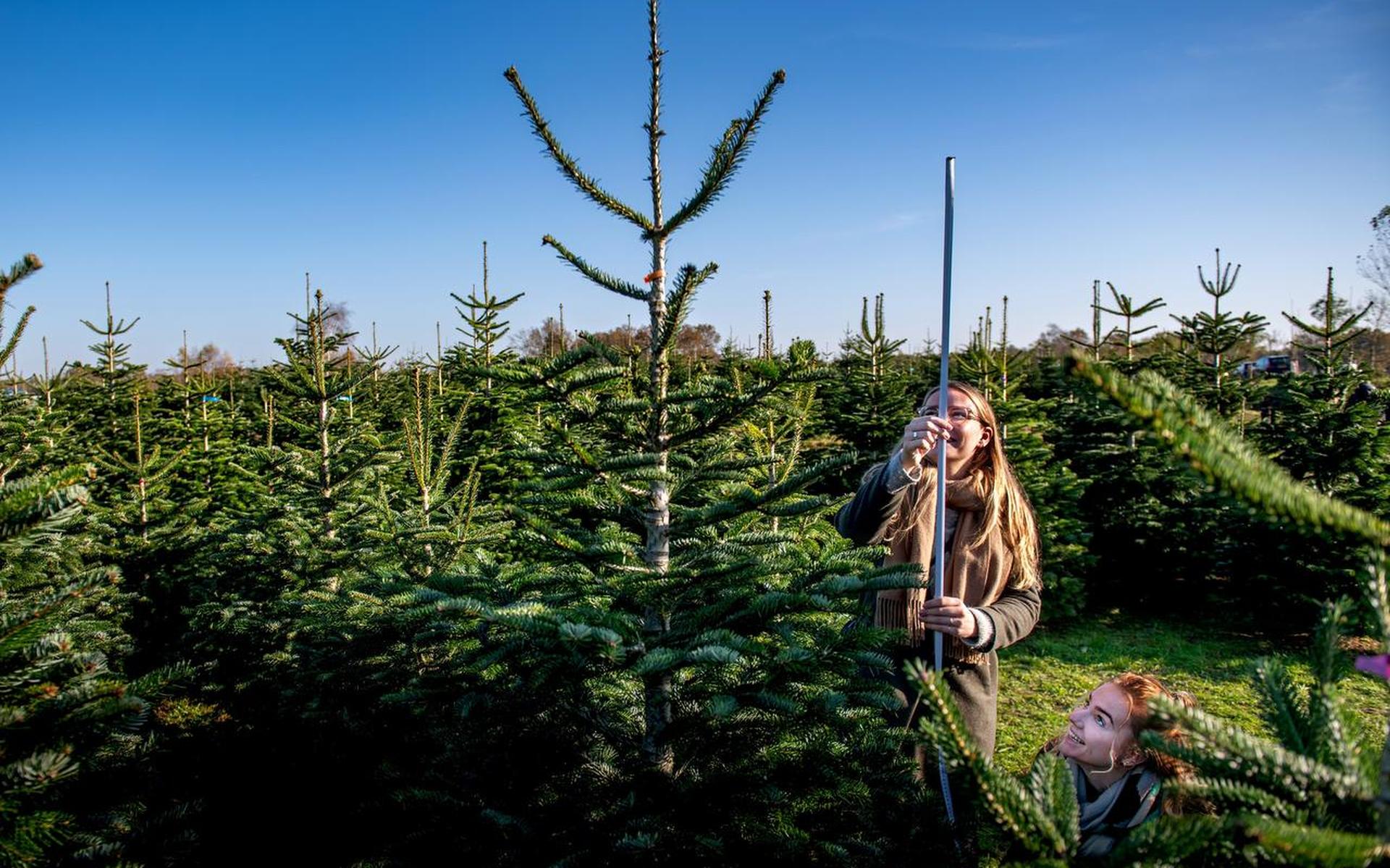 Bij Elzinga Kerstbomen langs de Wâldwei, bij Garyp, zochten tientallen klanten zaterdag een kerstboom uit. Sommige liefhebbers namen de boom meteen mee naar huis.