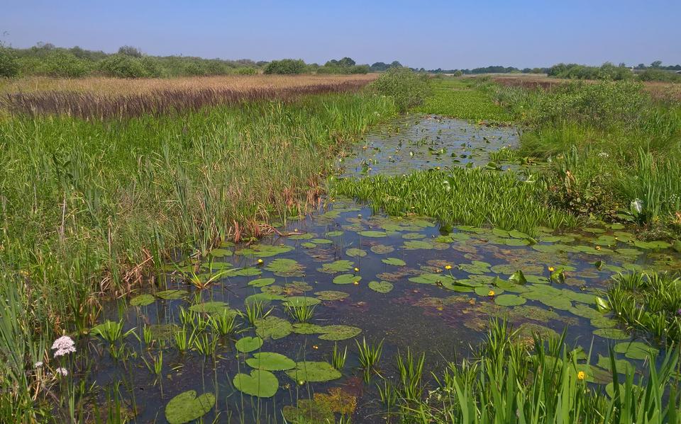 
Natuurgebied Kontermansverlaat bij De Hoeve is onderdeel van het Friese natuurnetwerk. 