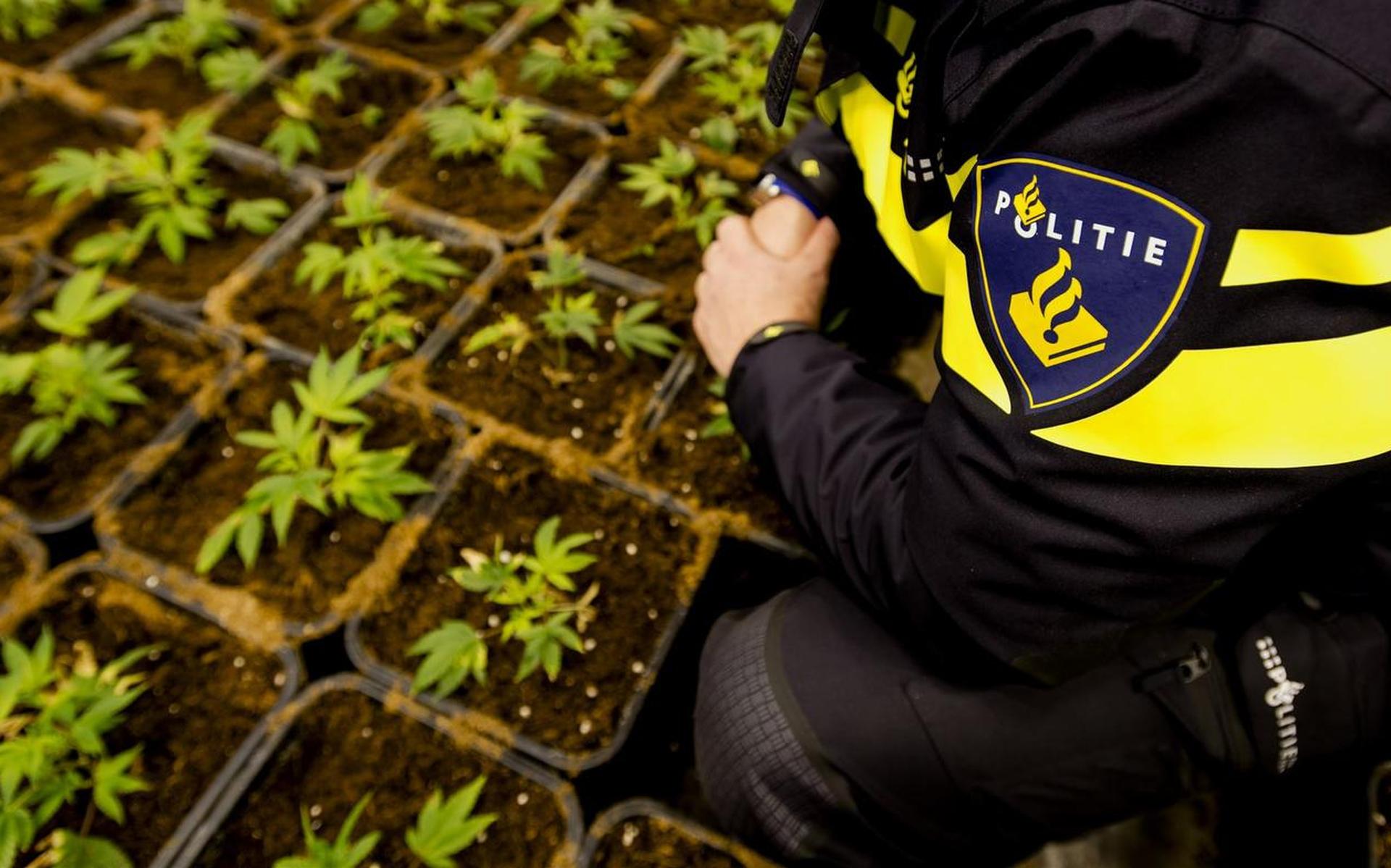 Hennepkwekerij van 800 planten in Tjerkwerd, drie mensen aangehouden - Leeuwarder Courant