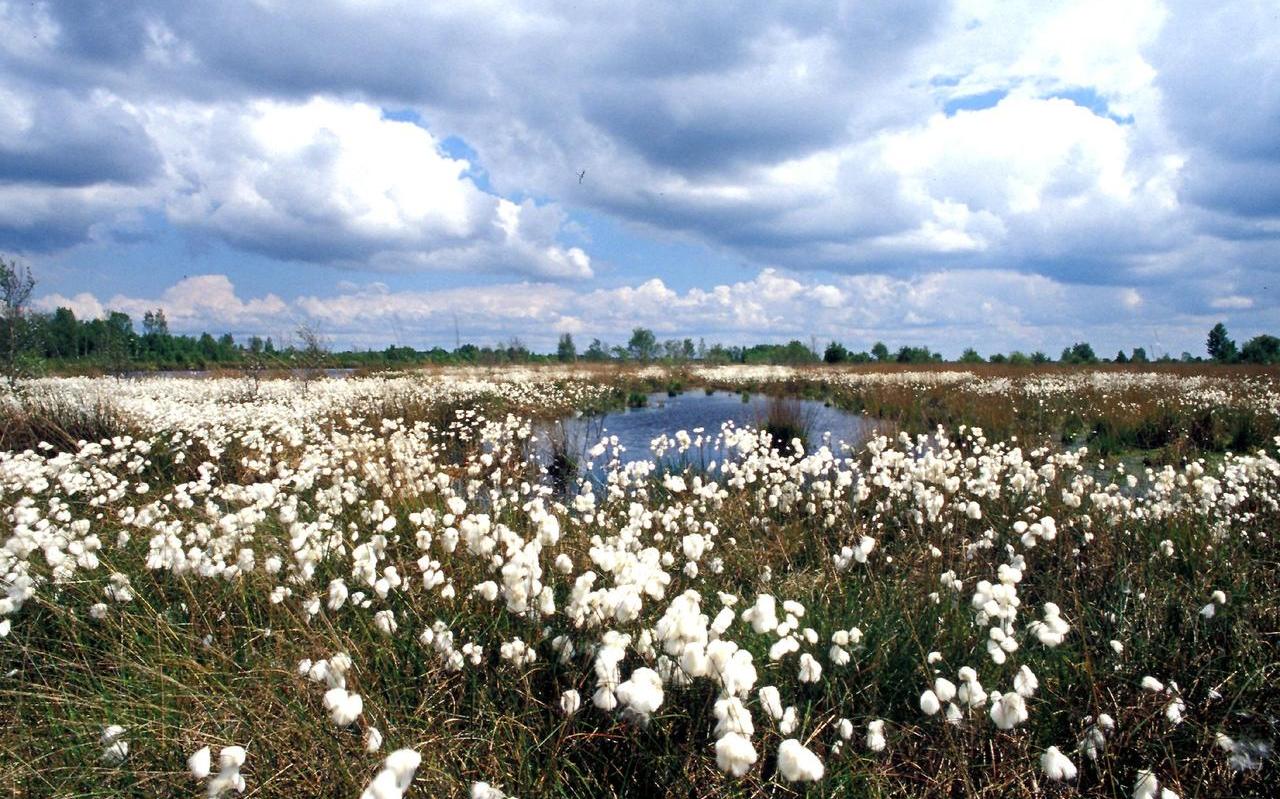 Natuurpark Moor-Veenland. Grote delen van Noord-Nederland zagen er voor 1800 zo uit. Natuurpark Moor-Veenland. Grote delen van Noord-Nederland zagen er voor 1800 zo uit.