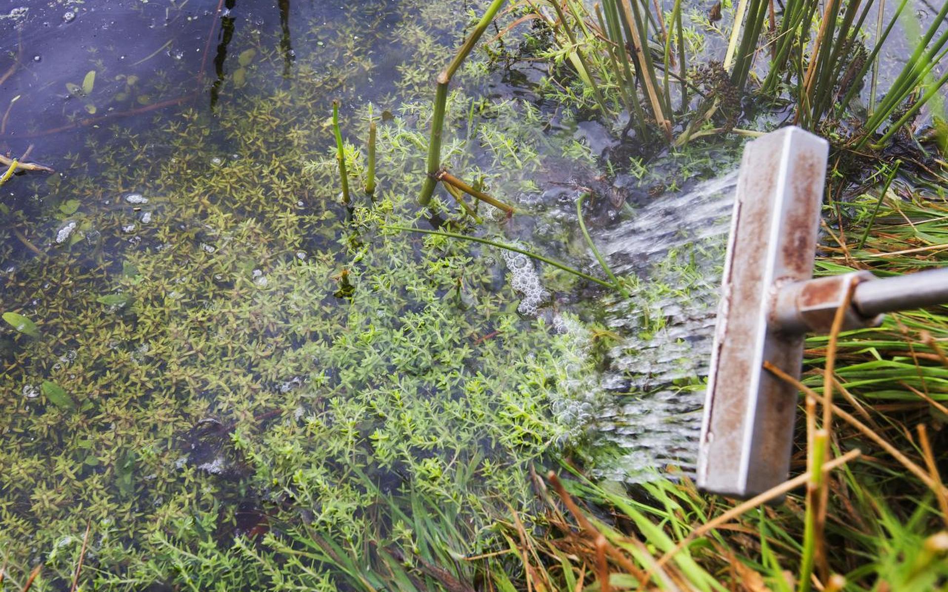 Watercrassula smoort natuur Terschelling - Leeuwarder Courant
