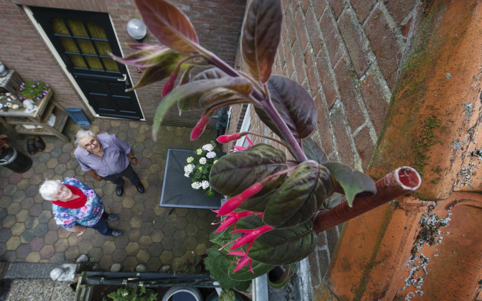 Verbazing om metershoge fuchsia