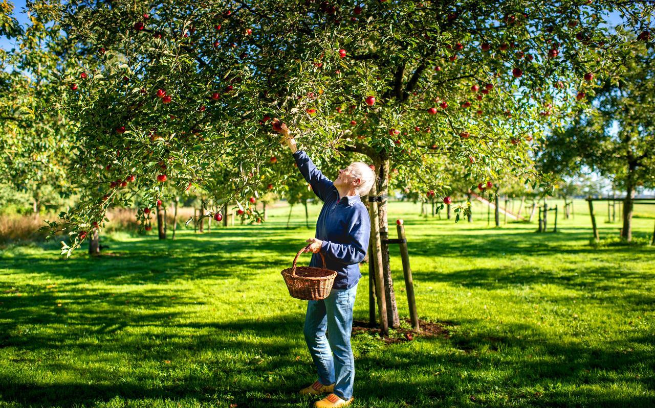 Griet Bergsma plukt een appel uit het appelhof naast haar huis in Luxwoude. FOTO JILMER POSTMA