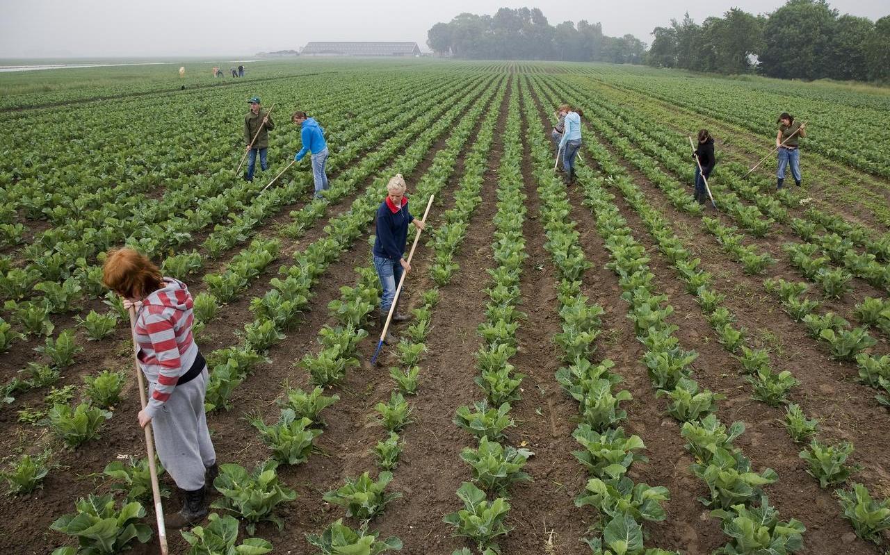 Scholieren wieden onkruid in een perceel met biologische bloemkolen in Munnekezijl. FOTO ARCHIEF LC
Scholieren wieden onkruid in een perceel met biologische bloemkolen in Munnekezijl. FOTO ARCHIEF LC