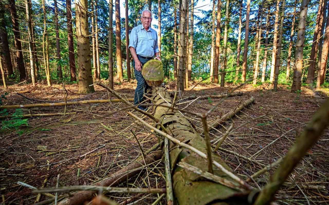 Boswachter Roel Vriesema in het Veenwijkbos waar de sporen van de bomenkap goeddeels zijn gewist. Foto Niels de Vries