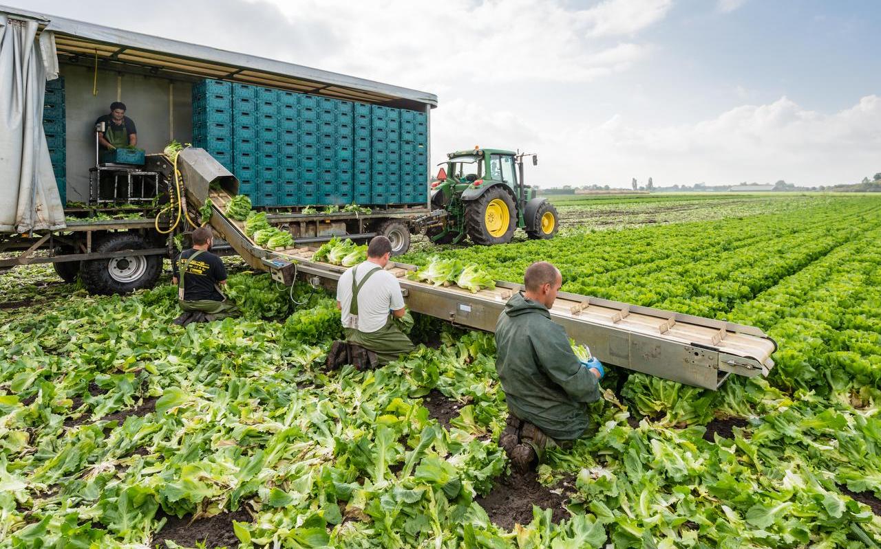 Arbeidsmigranten aan het werk op het land. FOTO SHUTTERSTOCK Arbeidsmigranten aan het werk op het land. FOTO SHUTTERSTOCK