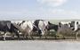 De koeien van Rolf Timmer, melkveehouder in Westerbork, de neef van Hiske Versprille. FOTO SABINE GROOTENDORST