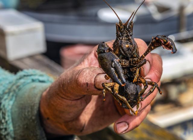 Waterschap probeert rivierkreeften weer van Ameland af te krijgen en zet fuiken