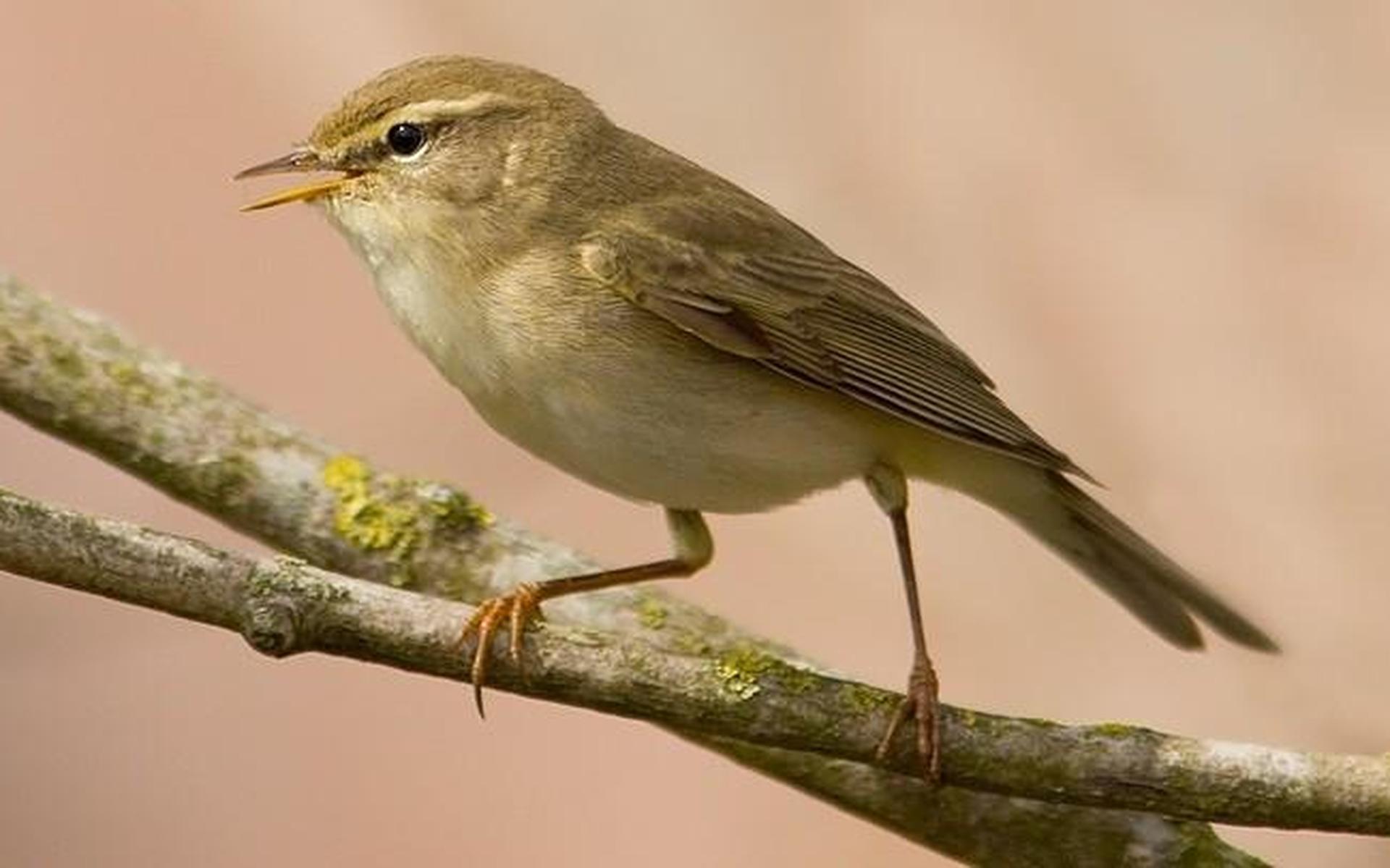Natuurlijk: Fitis terug uit Afrika - Leeuwarder Courant