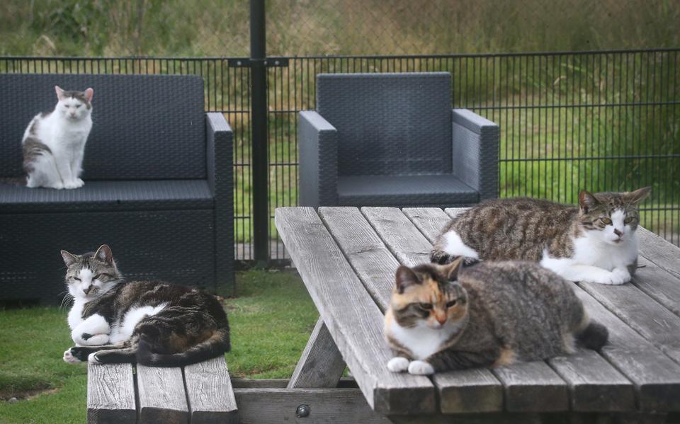 De opvangplek van de stichting Kat in Nood in Drachtstercompagnie. 