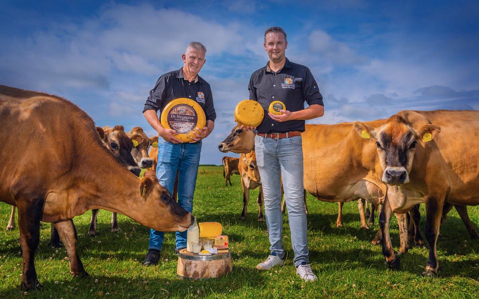 Otto Jan en Sander Bokma maken Nylander-kaas van de melk van hun Jersey-koeien.   