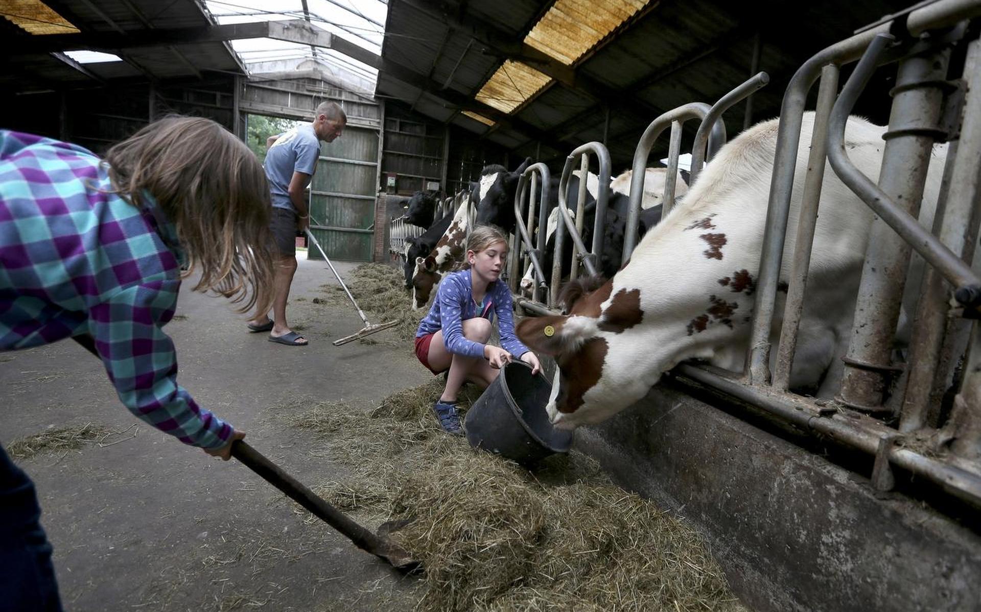 Op de minicamping: Ontspannen tussen de koeien in het bos - Leeuwarder Courant