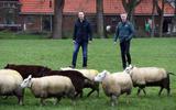 Boeren Jehan Bouma en Jappie Zwaagstra, vrezen hun schapen straks niet meer te kunnen weiden.