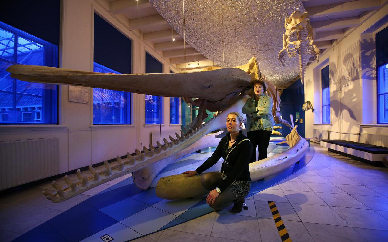 Tineke Schokker, voorzitter van de raad van toezicht, en Ellen Roetman, hoofd pr van het museum bij het potvisskelet van Natuurmuseum Fryslân. ,,Ze vinden het een bijzonder museum en dan gebeurt dit.’’ 