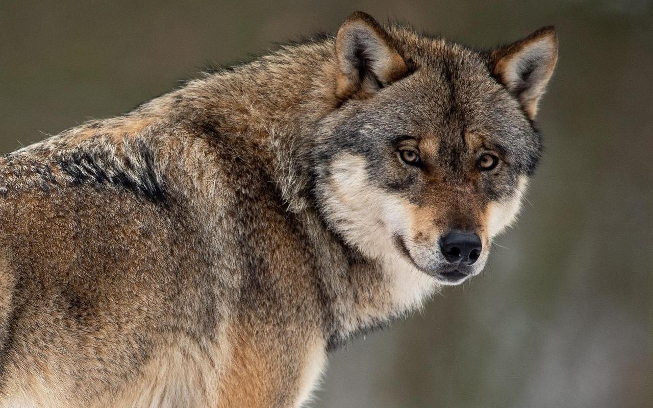 Wolf viel meer schapen aan in Friesland - Leeuwarder Courant