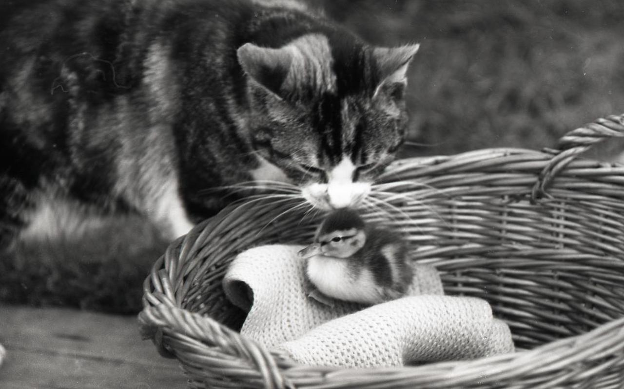 Kat met eendje in de mand, 1962. Kat met eendje in de mand, 1962.