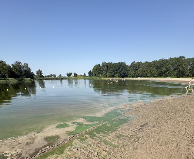 Blauwalg op zwemstrandje Groene Ster, Wetterskip grijpt in