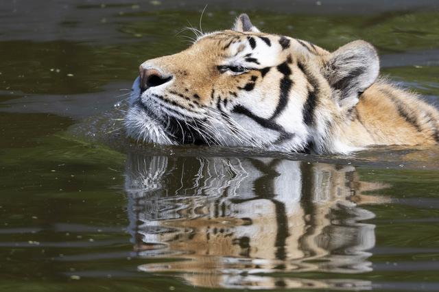Hoe gaan de pinguïns en ijsberen van AquaZoo in Leeuwarden om met de hitte? ‘Dat is echt een vooroor