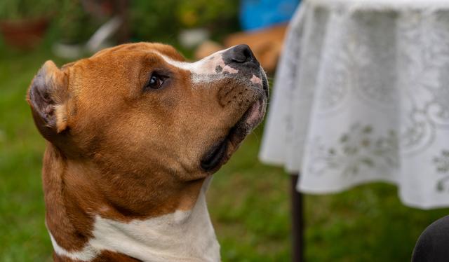 Pablo bijt vrouw in Oosterwolde. Nu dreigt de dood voor de hond, risico op herhaling te groot