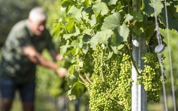 Droge, warme zomer maakt rode wijn uit Twijzel mogelijk - Leeuwarder Courant