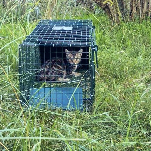 Schiermonnikoog maakt jacht op laatste 70 zwerfkatten