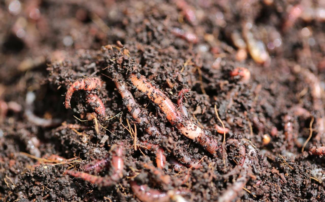 Rode wormen sleuren de hele nacht dood plantenmateriaal in de bodem. Rode wormen sleuren de hele nacht dood plantenmateriaal in de bodem.