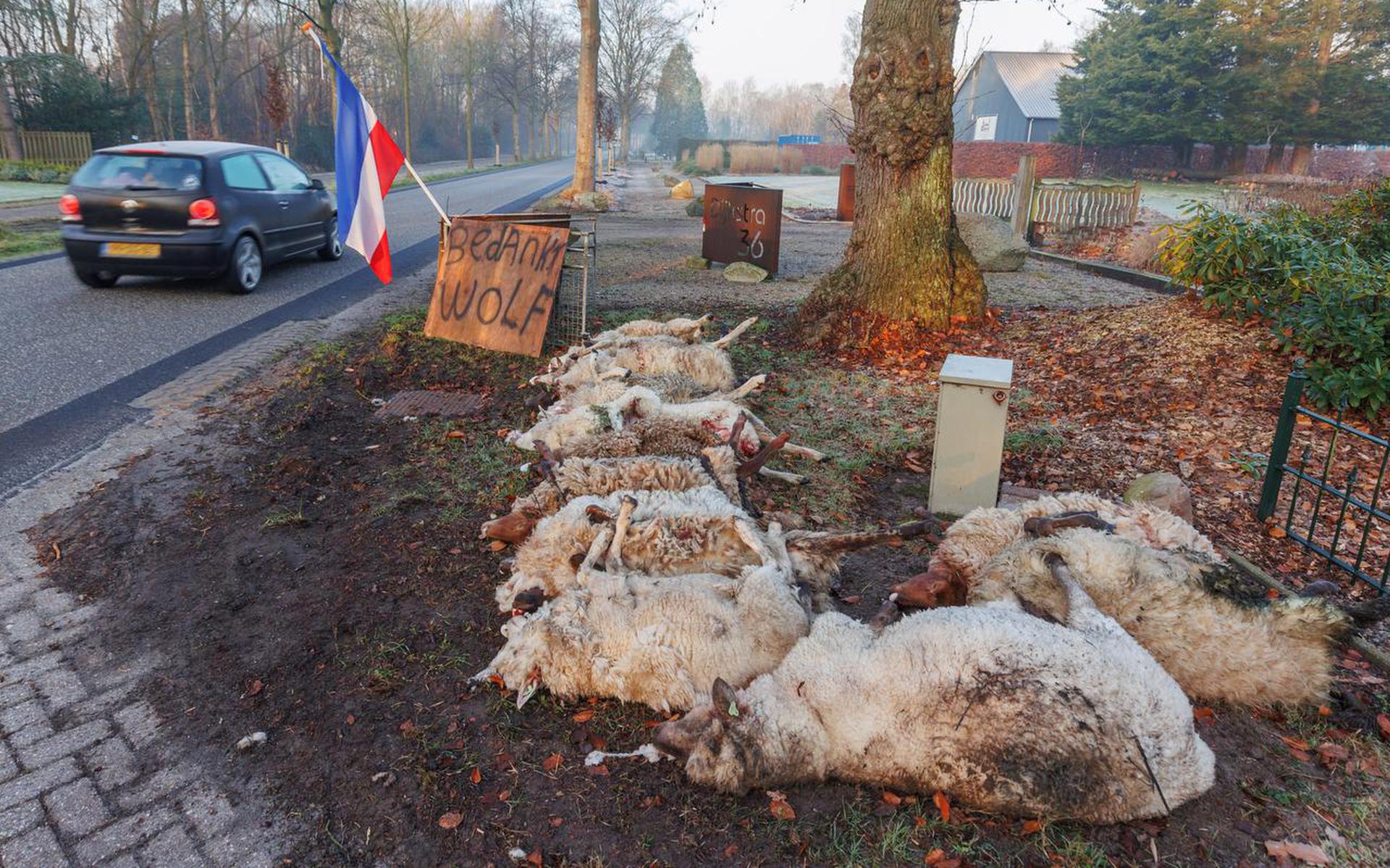 Thirteen sheep killed near Langedijke.  Owner Wietze ten Hoor puts them on the main road in Appelscha: ‘Thanks, wolf’