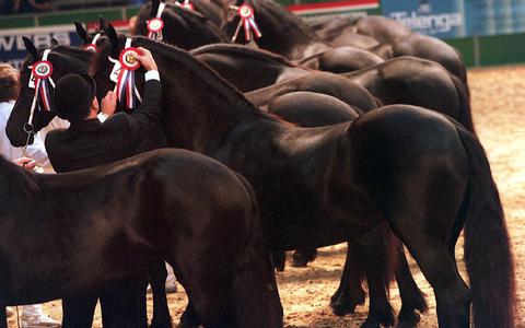 Het Koninklijk Friesch Paarden-Stamboek wil met een enquete meer inzicht krijgen in de doodsoorzaak van Friese paarden. 