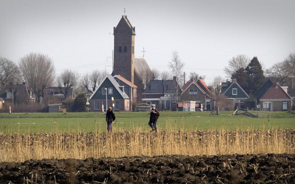 Aaisikers op een maisveld tussen Dearsum en de Swette.