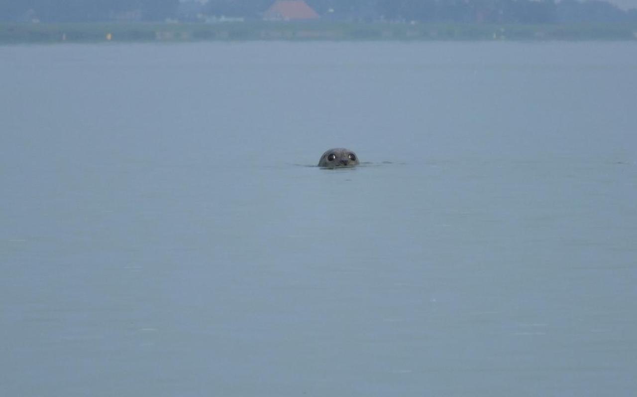 Zeehond bij Mirns met bovenin de kustlijn van het IJsselmeer. FOTO RUUD MEURS Zeehond bij Mirns met bovenin de kustlijn van het IJsselmeer. FOTO RUUD MEURS