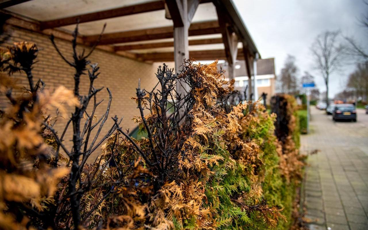 De coniferenhaag bij een woning aan de Bloemkamp in Drachten is voor de tweede keer in acht jaar in de brand gestoken. De coniferenhaag bij een woning aan de Bloemkamp in Drachten is voor de tweede keer in acht jaar in de brand gestoken.