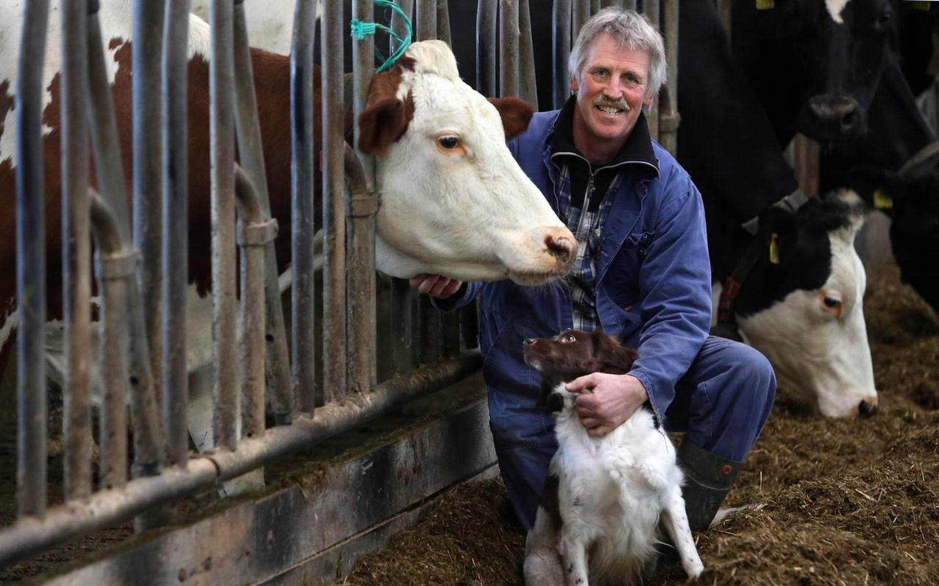 Vikingkoe en Frans dubbeldoelras geven melkveehouder moed - Leeuwarder