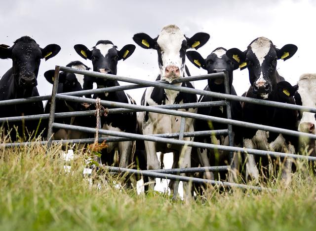 Net te dicht bij natuurgebied: boer in Kolderwolde mag niet meer koeien houden