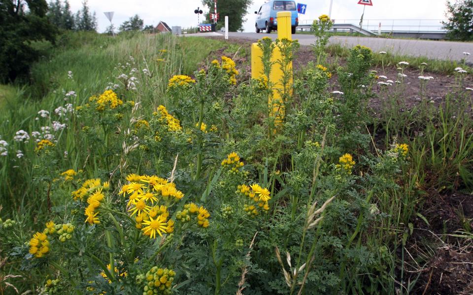 Enkele jacobskruiskruidplanten in de berm van de trekweg bij Buitenpost.