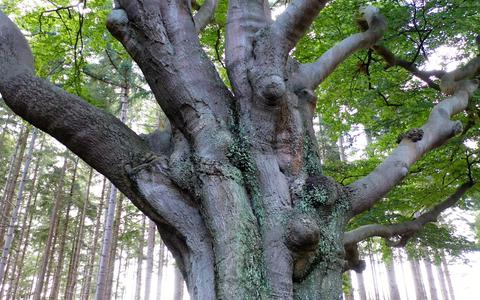 De boom is rond 1750 geplant in de bossen bij de Slotplaats en staat langs een Hannekemaaierspad, een route vernoemd naar Duitse seizoensarbeiders van twee eeuwen terug.