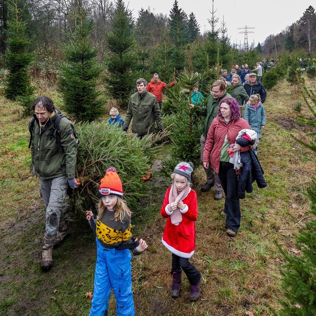 Stormloop op verse kerstbomen uit het Kuinderbos. ‘Ik denk dat er een kassa bij moet komen’