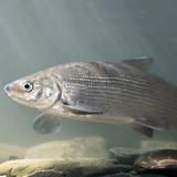 Deze vissen duiken als nieuwkomers op langs de Friese kust - Leeuwarder ...