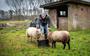 Pachter Johan van der Ploeg verzorgt schapen op het terrein van het oude woonwagenkamp in Drachtstercompagnie. ,,Volgens mij willen ze dat ik met stille trom vertrek. Dat ga ik niet doen.'' FOTO JILMER POSTMA