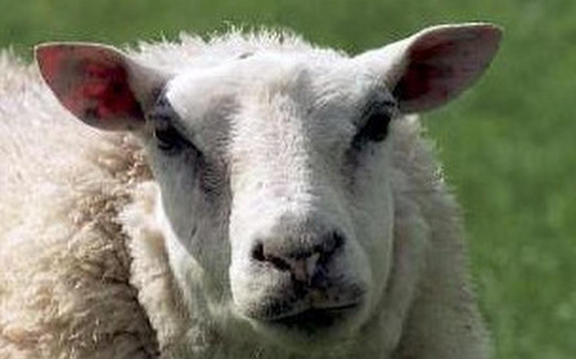 Schaap doodgereden op het spoor bij Idaerd
