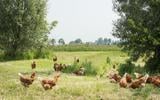 Rimer Dijkstra uit Hiaure wil een biologische kippenboerderij in Aalsum beginnen, maar dat willen dorpelingen niet.  FOTO MARCEL VAN KAMMEN