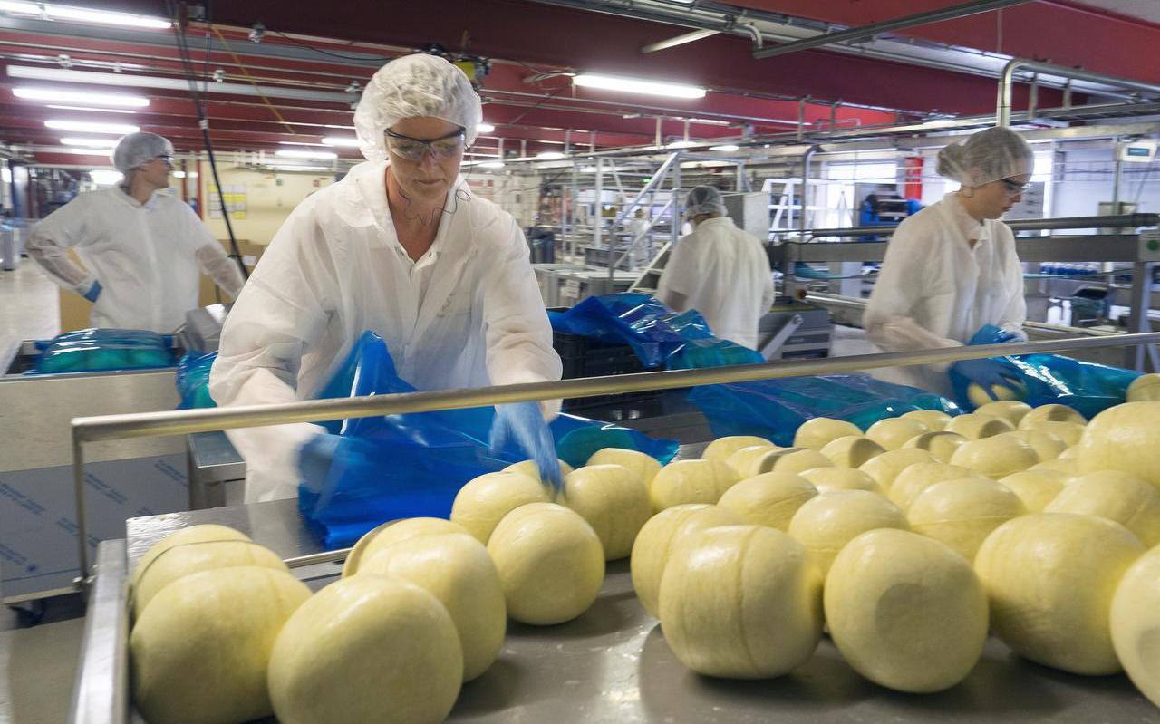 Medewerkers van de kaasfabriek in Marum verpakken de Edammers in folie waarin de kazen rijpen.