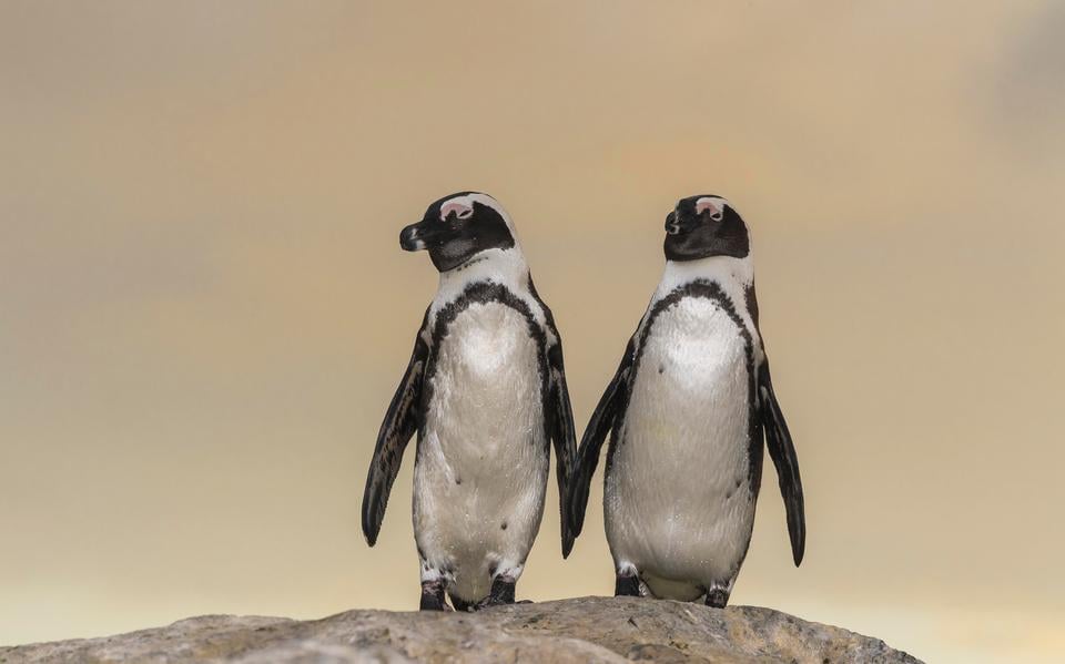 Twee Afrikaanse pinguïns. De diersoort is niet meer te zien in AquaZoo Leeuwarden.