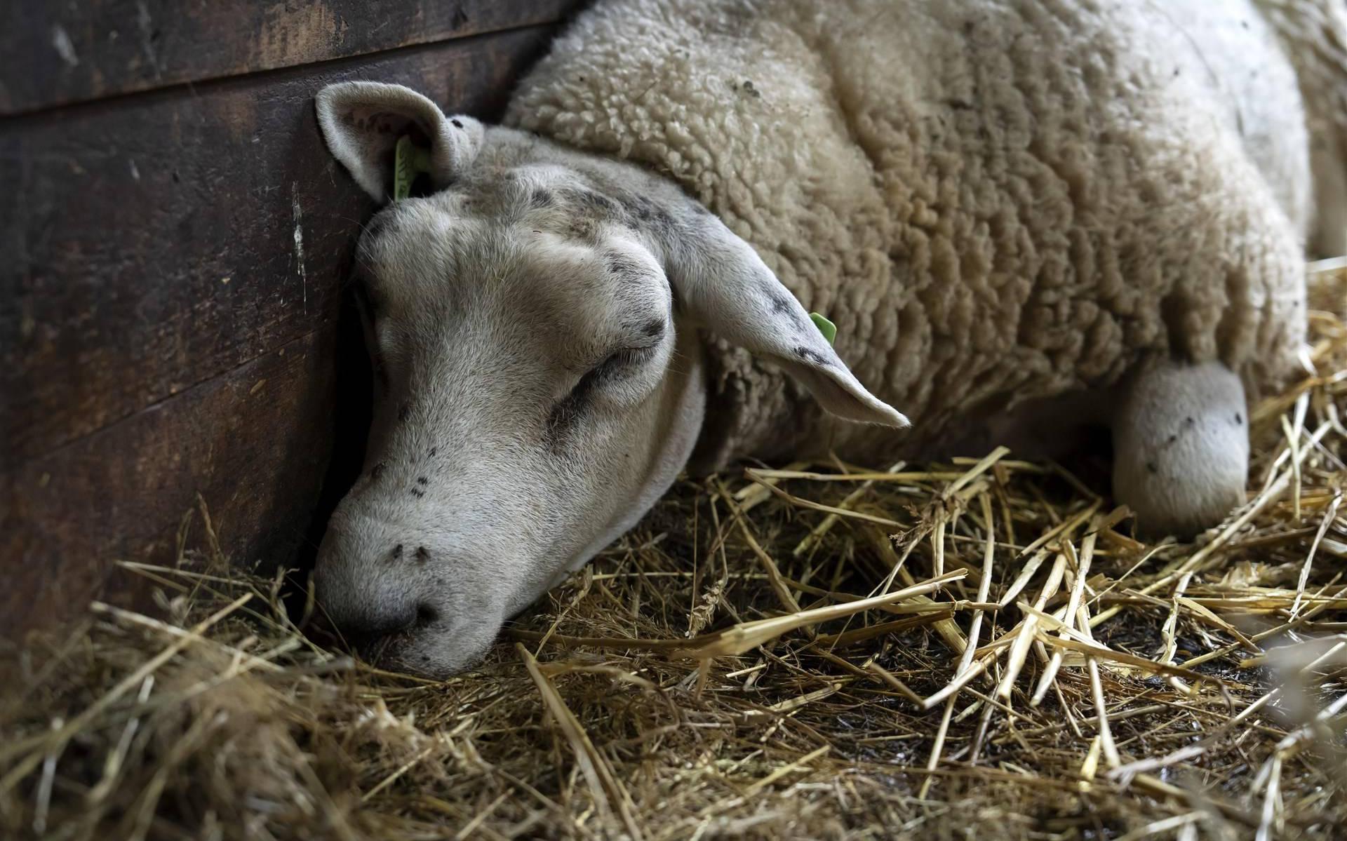 Adema: De Vraag Is Of Schapenhouderij Blauwtong Gaat Overleven ...